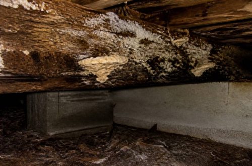 Champignon du bois dans les maisons : causes, risques et solutions efficaces
