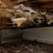 Champignon du bois dans les maisons : causes, risques et solutions efficaces