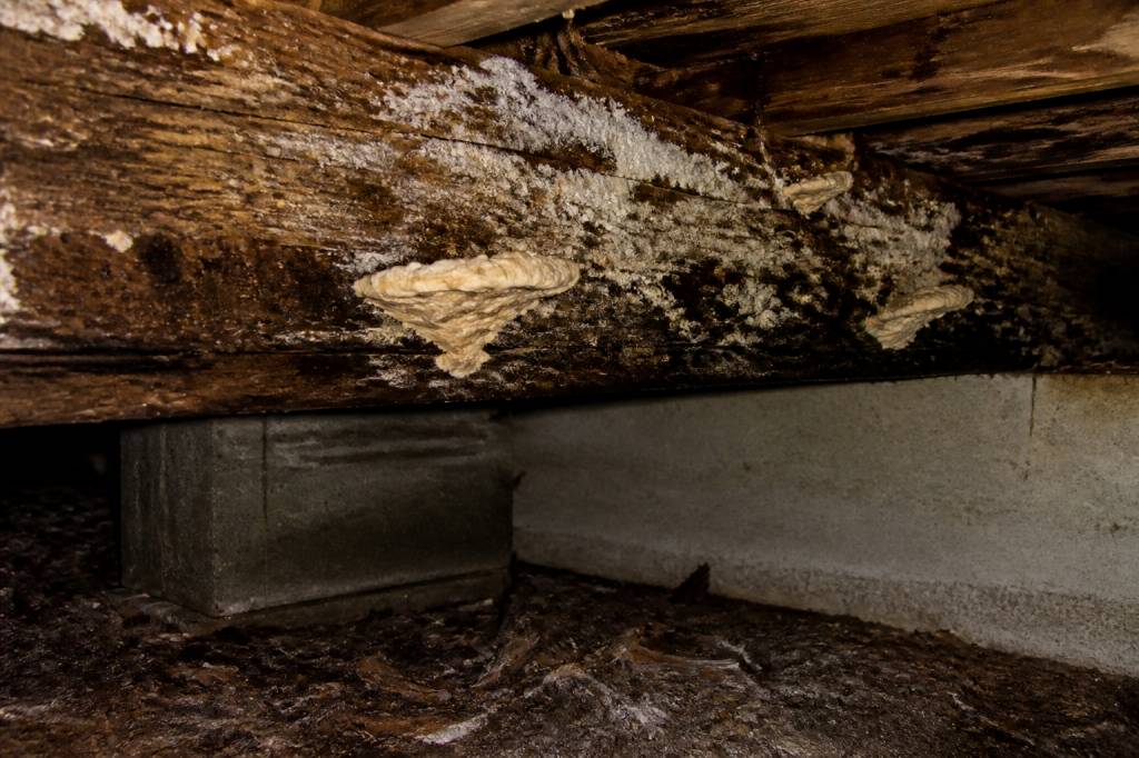 Champignon du bois dans les maisons : causes, risques et solutions efficaces